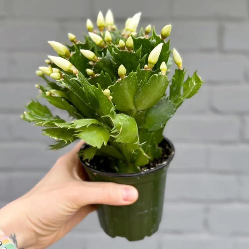 True Thanksgiving Cactus Plant Live in 4" Pot, Ready to Bloom, Holiday Christmas Cactus Plants Live, White Blooms