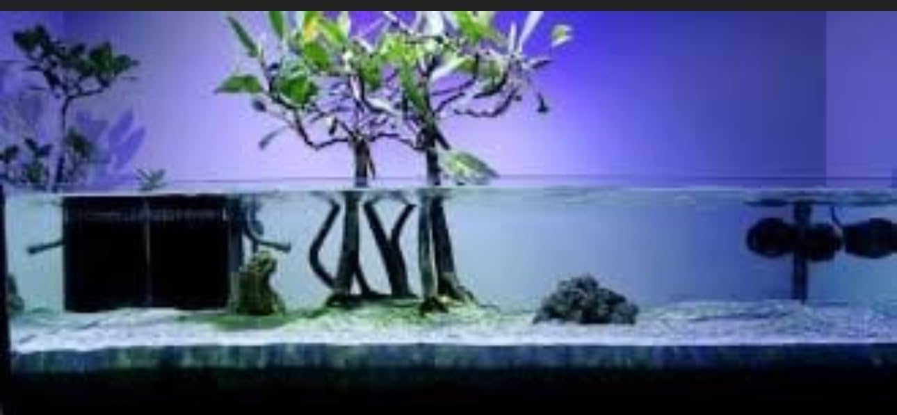 Generic AquaGardens | Red Mangrove - Live Plant (Large + Heat Pack for Cold Weather Shipping), Green