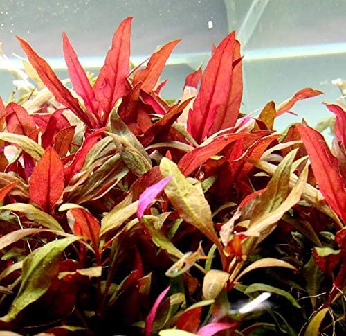 Alternanthera Lilacina Bundle Freshwater Red Stems Live Aquarium Plant