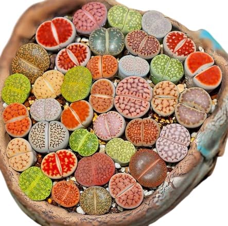 30 Lithops Seeds Mix Live for Planting, Lithops Living Stones Mix Rare Live Succulent Plant for Indoor Outdoor
