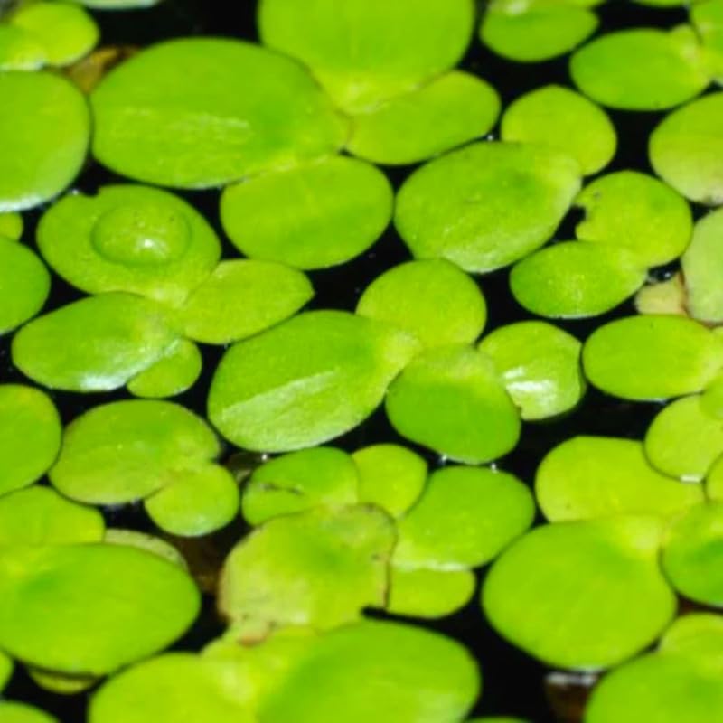 Duckweed Live Plants for Aquarium, 2000 Plants, Live Duckweed Plants, Live Aquarium Plants, Aquarium Plants Live, Small Plants