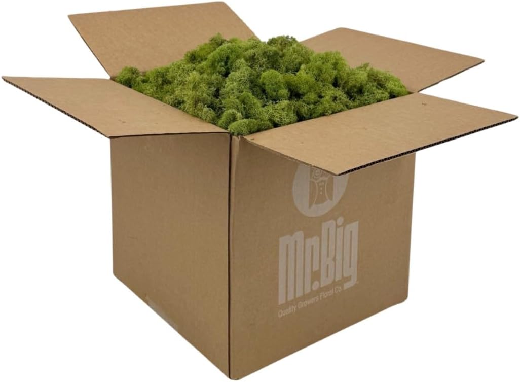 Preserved Reindeer Moss - Moss for Crafts, Home Decor, Art, Design & DIY Projects - Non-Toxic - USA Made (Spring Green, Standard Box)