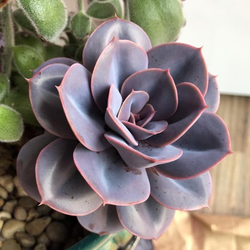 Echeveria Succulents Live Plants for Planting, Live Echeveria Succulents, Live Echeveria Plant, Live Echeveria Succulents, Echeveria Purple 2 Inch