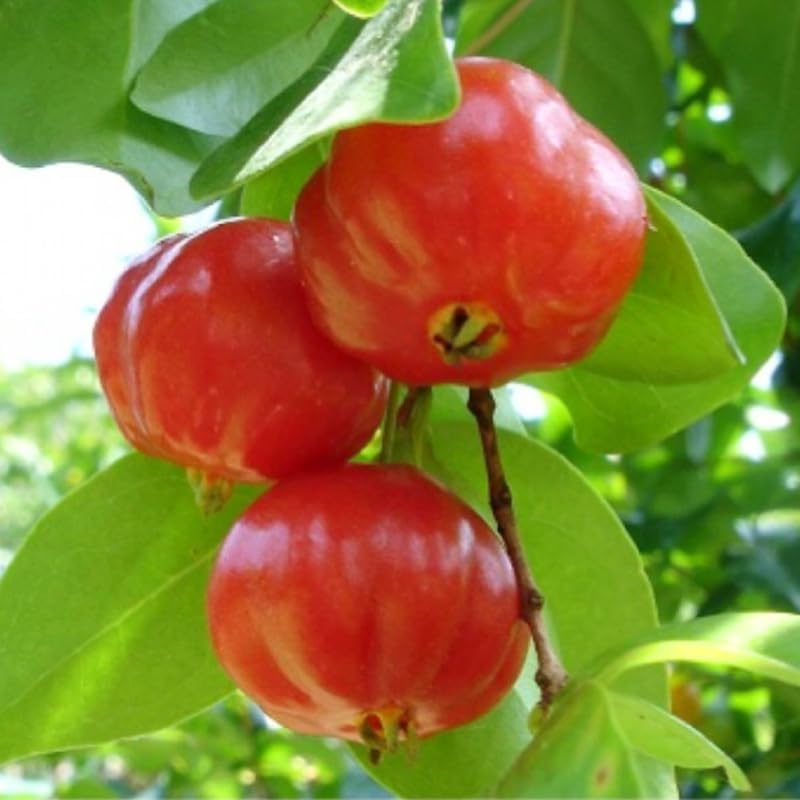 7 Months Old Dwarf Barbados Cherry Tree Live Plant, Fast-Growing and High Yielding Sweet Fruit, Edible Fruit Bearing Tree for The Patio and Garden, No Pot, 4-8" in Tall