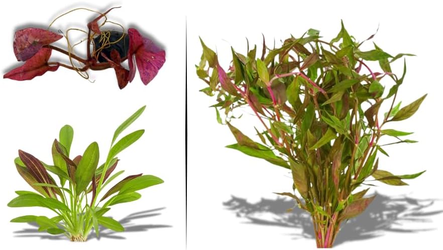 Live Aquarium Plants - Red Flame Sword, Alternanthera Reineckii & Red Tiger Lotus Bundle - Easy Freshwater Plants for Aquariums & Aquascaping