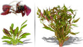 Live Aquarium Plants - Red Flame Sword, Alternanthera Reineckii & Red Tiger Lotus Bundle - Easy Freshwater Plants for Aquariums & Aquascaping