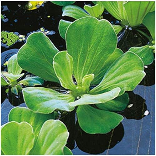 Floating Plants for Water Gardens and Ponds (Water Lettuce) (Water Lettuce, 3, Count)