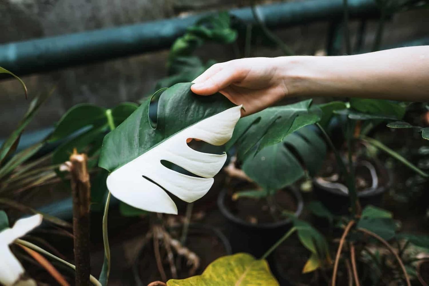 GARDENERA Monstera Borsigiana Potting Mix - Optimal Nutrients for Vibrant Growth - 1 Quart