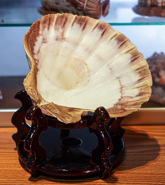2 PCS Large Great Orange Lions Paw Scallop 5-6" Shells for Baking Smudging Craft Beach Decor. Ocean Beach Seashells Perfect for Home Decoration, Art Craft, Vase Filler Fish Tank