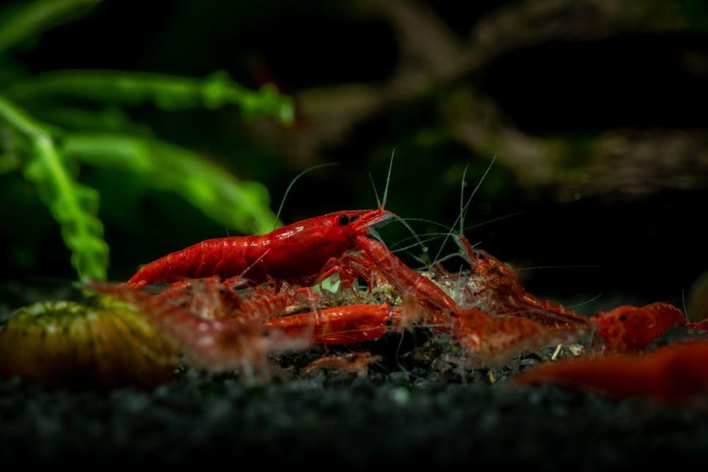 was High Grade Fire Red Cherry Shrimps Neocaridina Live Freshwater Shrimp Aquarium Inverts High-Grade Cherry Neocaridina Live Arrive Gurrentee (Pack of 10)
