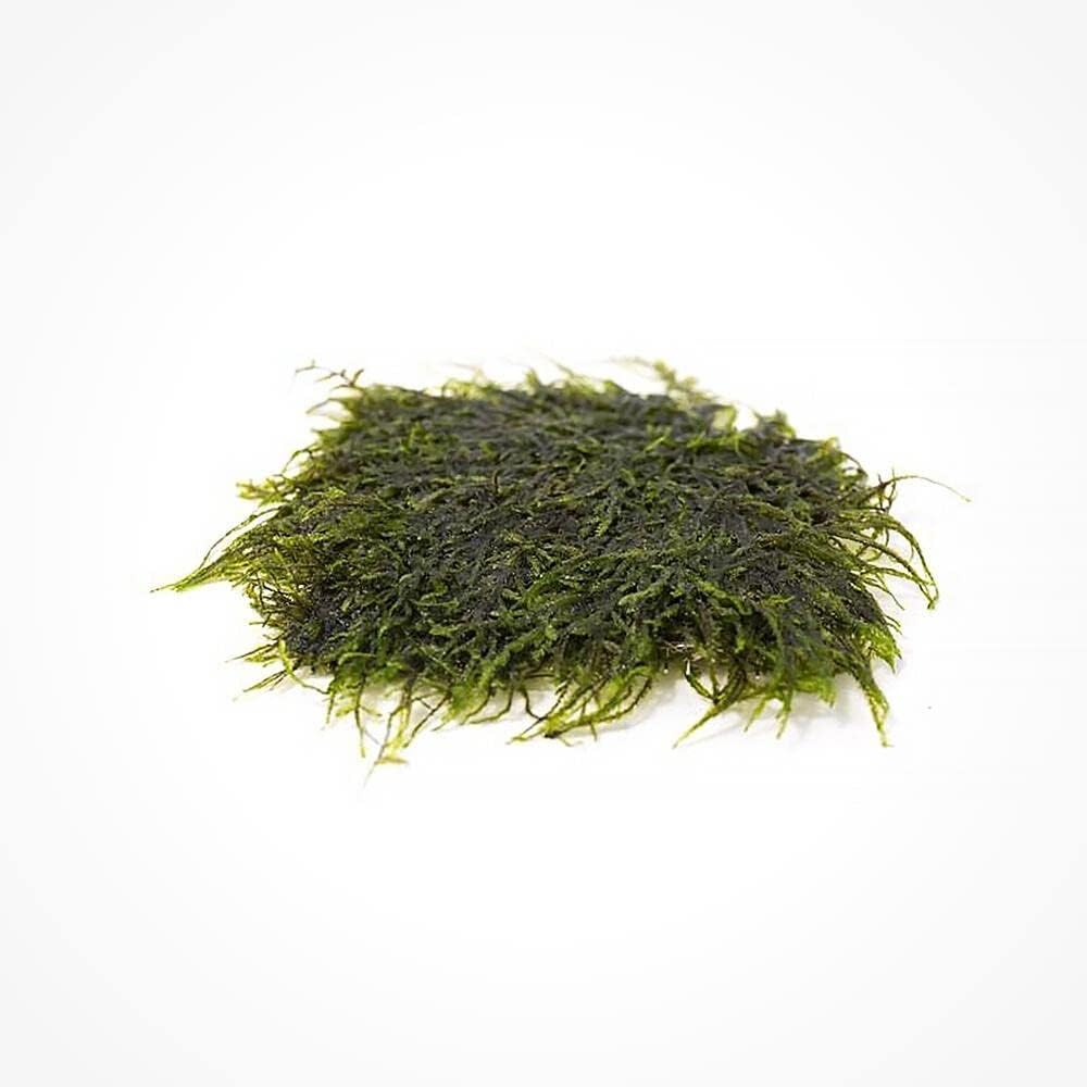 SubstrateSource Peacock Moss on Mesh Live Aquarium Plant - Freshwater Fish Tank Decorations for Natural Aquatic Decor