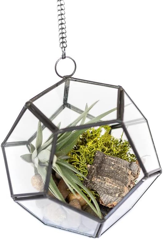 Air Plant Shop Glass Pentagon Terrarium - Air Plant Tillandsia Holder - Live Tillandsia Succulent House Plant - Home and Garden Decor - Easy Care Indoor Outdoor Plants