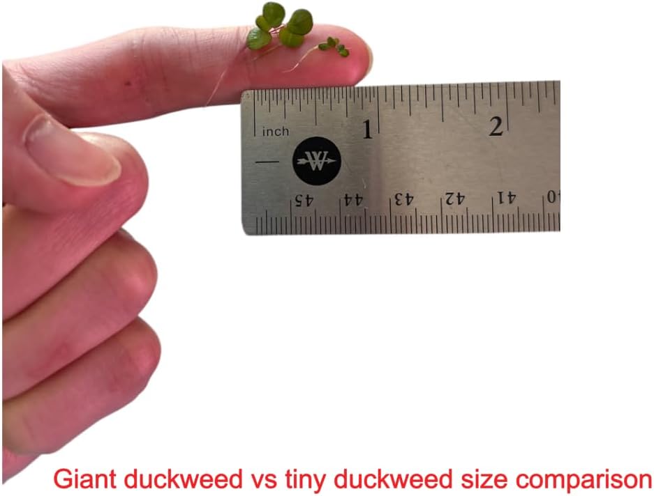 Giant Duckweed, Live Aquarium Floating Plant, Spirodela polyrhiza, 60+ Plants - Buy2Get1