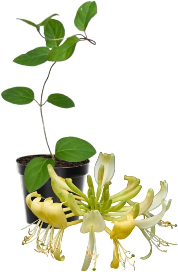 Honeysuckle Plant Live for Planting, Lonicera Honeysuckle Vine, Very Hardy, in 2.5 Inc Pot, Fragrant Yellow Bloom