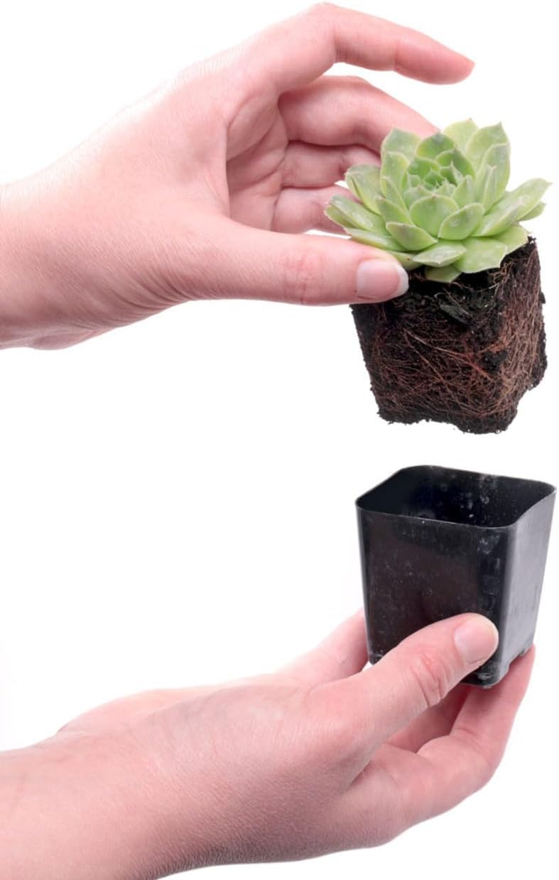 Mountain Crest Gardens Sempervivum Succulent Variety Pack - 20 Hardy Live Rosette Plants, No Repeats, Rooted in 2 Inch Pots - Succulents for Rock Gardens, Containers, DIY Displays