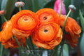 Ranunculus Bulbs for Planting - Buttercup Flower -Plant in Gardens, Containers & Flowerbeds - Easy to Grow Fall or Spring Perennial Flowers Bulbs (20 Orange Bulbs)