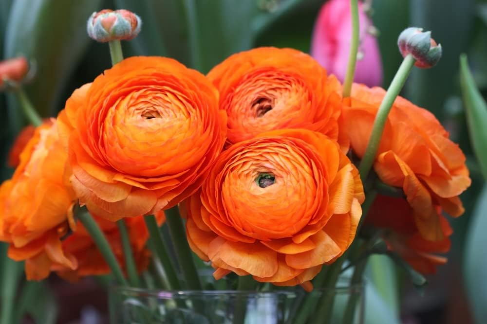 Ranunculus Bulbs for Planting - Buttercup Flower -Plant in Gardens, Containers & Flowerbeds - Easy to Grow Fall or Spring Perennial Flowers Bulbs (20 Orange Bulbs)
