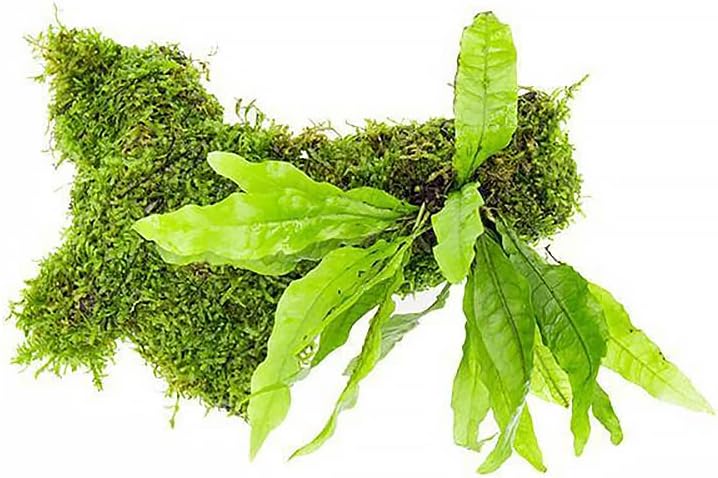SubstrateSource Live Aquarium Plants on Driftwood, Lava Rock, Moss, Fiber Mat - Freshwater Fish Tanks - Easy, Beginner Friendly (Java Fern with Moss, Driftwood (Medium))