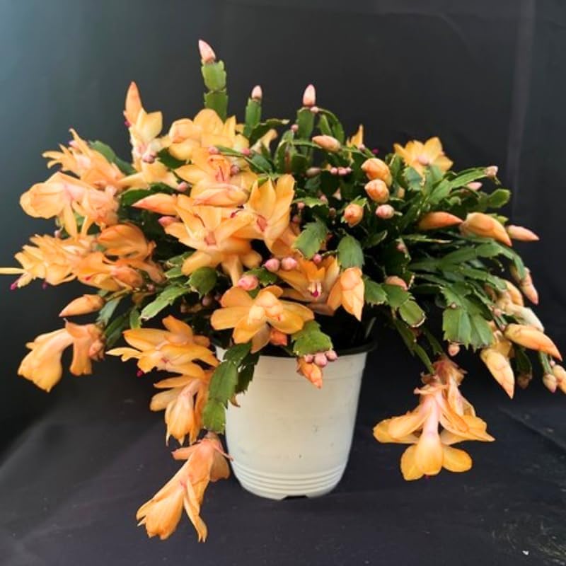 2 Yellow Christmas Cactus Plants Live, True Thanksgiving Cactus Live Size 6-9" Inches Tall, Ready to Blooms, Holiday Houseplant, Cold Hardy, Bloom in Winter