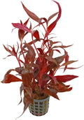 Amazon Sword Echinodorus Red Rose - Vibrant Red Aquarium Plant - High Light & CO2 Requirements - Beautiful Freshwater Aquarium Decoration - Easy to Maintain and Grow - 2" Pot