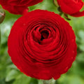 Ranunculus Bulbs for Planting - Buttercup Flower -Plant in Gardens, Containers & Flowerbeds - Easy to Grow Fall or Spring Perennial Flowers Bulbs (20 Red Bulbs)