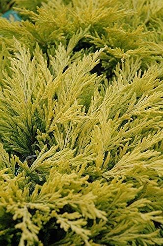 Lime Glow Juniper - 3 Live Plants - Juniperus Horizontalis - Hardy Evergreen Ground Cover