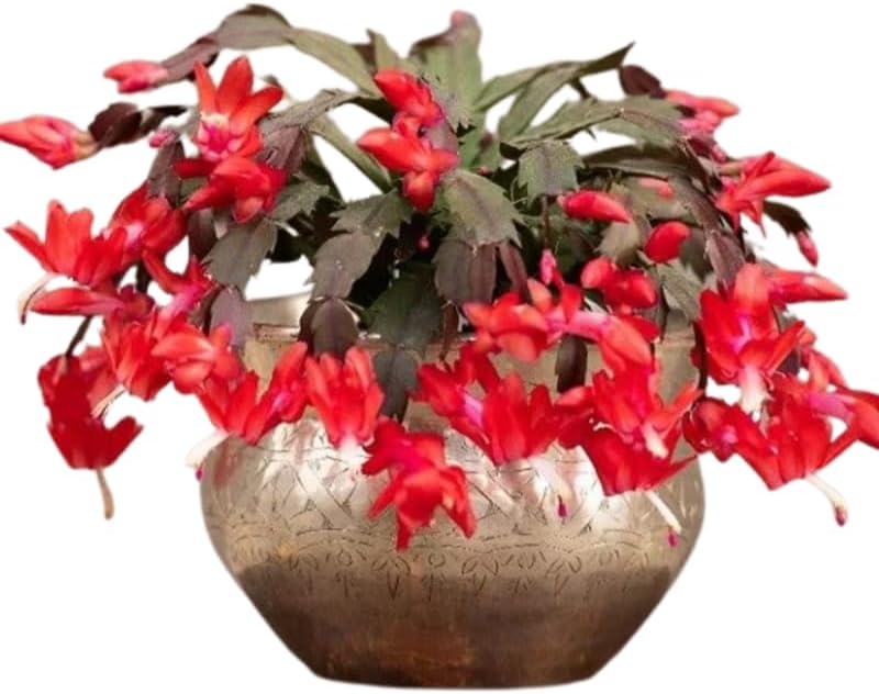True Thanksgiving Cactus Plant Live in 4" Pot, Ready to Bloom, Holiday Christmas Cactus Plants Live, Red Blooms