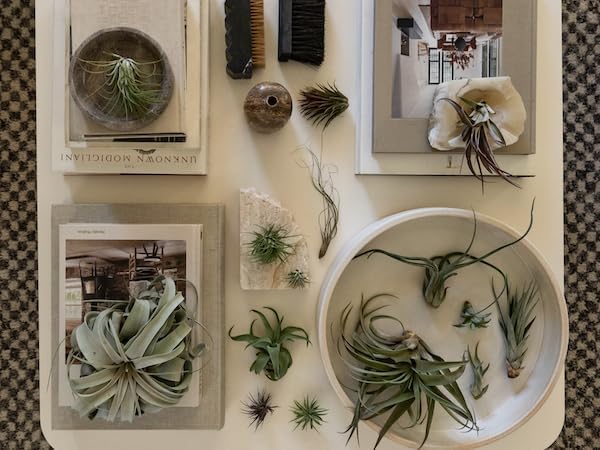 ragnaroc Air Plants - Freyja Gift Box - 10ct - Live Arrival Guaranteed - House Plants for Home Decor & Gift