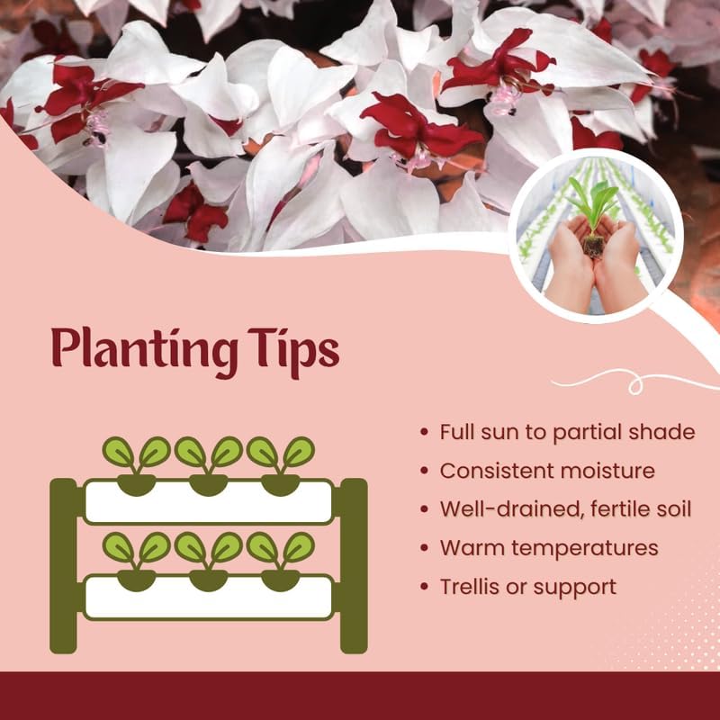 Blue Butterfly Clerodendrum Plants Live, Trailing Light Bulb Flowering Vine, 4-8 Inch Tall, Ready to Plant Outdoor