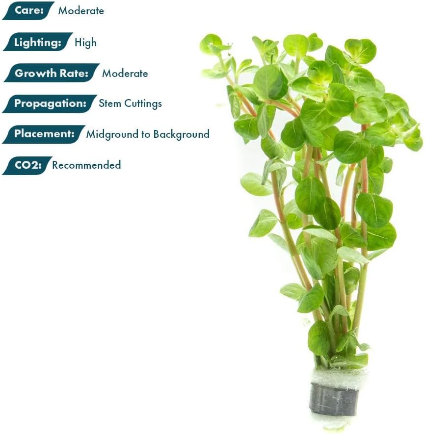 SubstrateSource Live Plants - Fujian Rotala (Rotala Fujian) - Medium to High Light, Light Green to Pinkish-Red Accent Freshwater Aquatic Stem Plant, Midground to Background Placement - Pot, 4 Pack