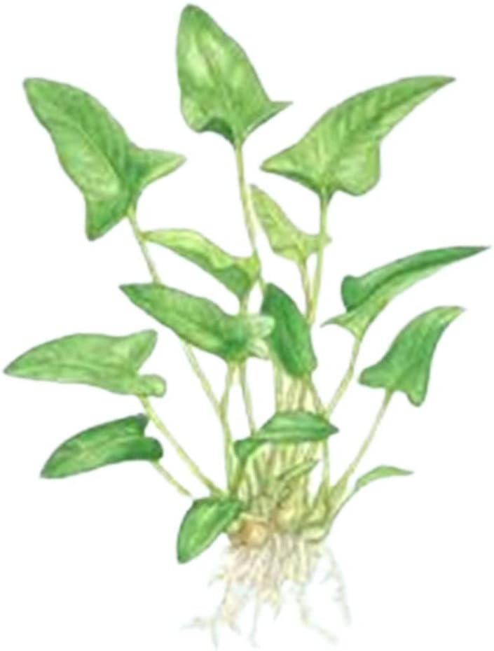 Anubias Barteri (Gracilis) Bare Root – Live Freshwater Aquarium Plant - Low Maintenance Perfect for Beginners - Ideal for Aquascaping - Provides Natural Shelter for Fish - 3-5 inch