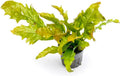 SubstrateSource Java Fern Live Aquarium Plants - Potted Freshwater Plant for Fish Tanks - Beginner Friendly, Low Light (Sunrise, 1 Pot)