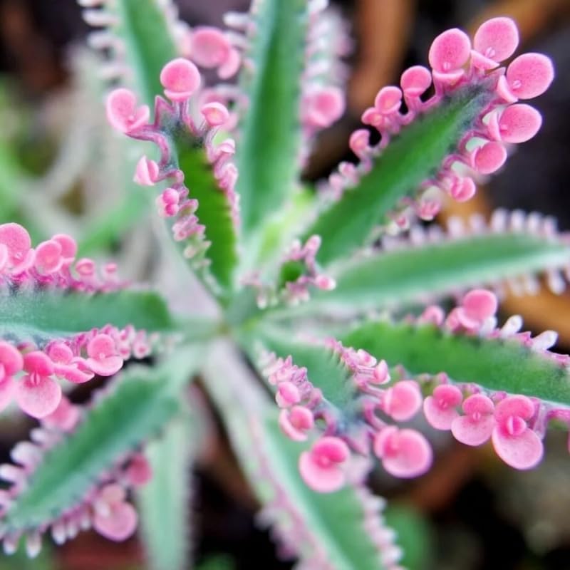 Pink Kalanchoe Plant Live for Planting, Kalanchoe Pink Butterfly Plant Live in 2.5 Inches Pot, Variegated Succulent Live Houseplant Mother of Thousands