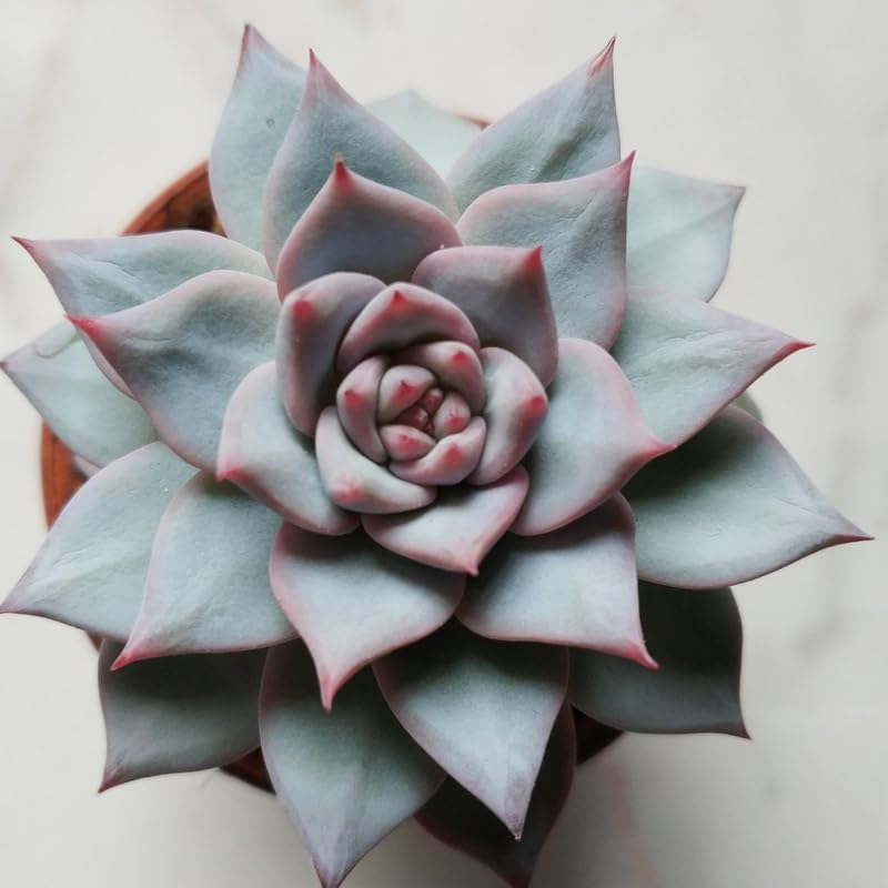 Echeveria Succulents Live Plants for Planting, Live Echeveria Succulents, Live Echeveria Plant, Live Echeveria Succulents, Echeveria Blue Bird, 2.5 Inch Pot