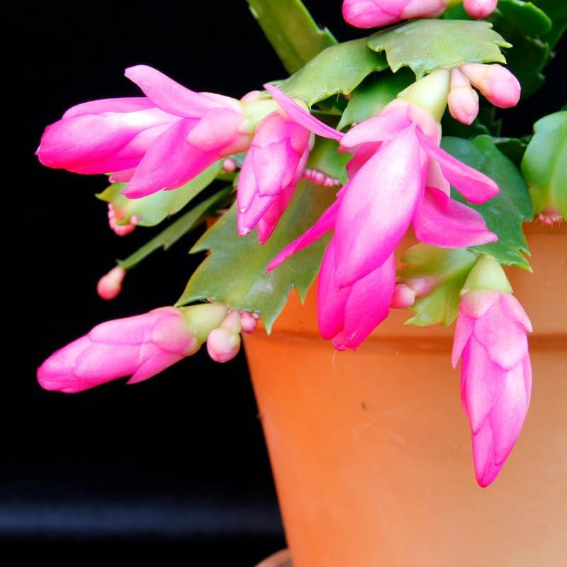 Pink Christmas Cactus Plants Live in 4 Inch Pot, Vibrant Christmas Cactus Blooms, Perennial Holiday Cactus Plant Flower Succulent Houseplant