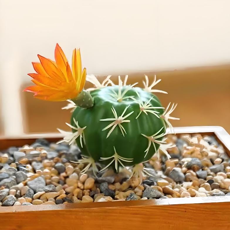 Fake Reptile Plants, Desert Reptile Plants Succulent kit, Reptile Terrarium Decorative, 4 Pcs, Faux Cactus Plants for Bearded Dragon Tank Decor, Cactus Terrarium Decor