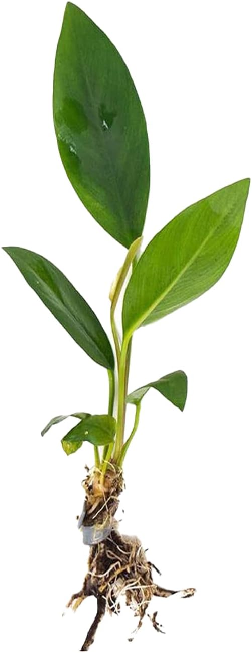 Anubias Congensis - Live Freshwater Aquarium Plant for Aqua scaping, Hardy & Easy to Grow, Perfect for Beginner Aquariums - Adds Natural Beauty & Provides Fish Shelter - Medium