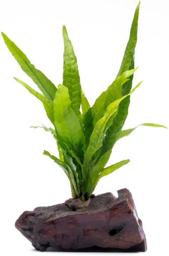 SubstrateSource Live Aquarium Plants on Driftwood, Lava Rock, Moss Mat - Freshwater Fish Tank Plants (Java Fern, Driftwood (Small))