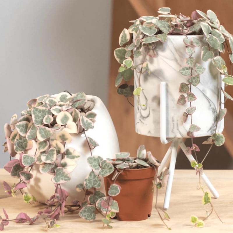 Live String of Hearts Plant 2.5 in Pot, Pink String of Hearts Plant Live, Variegated String of Heart Plant