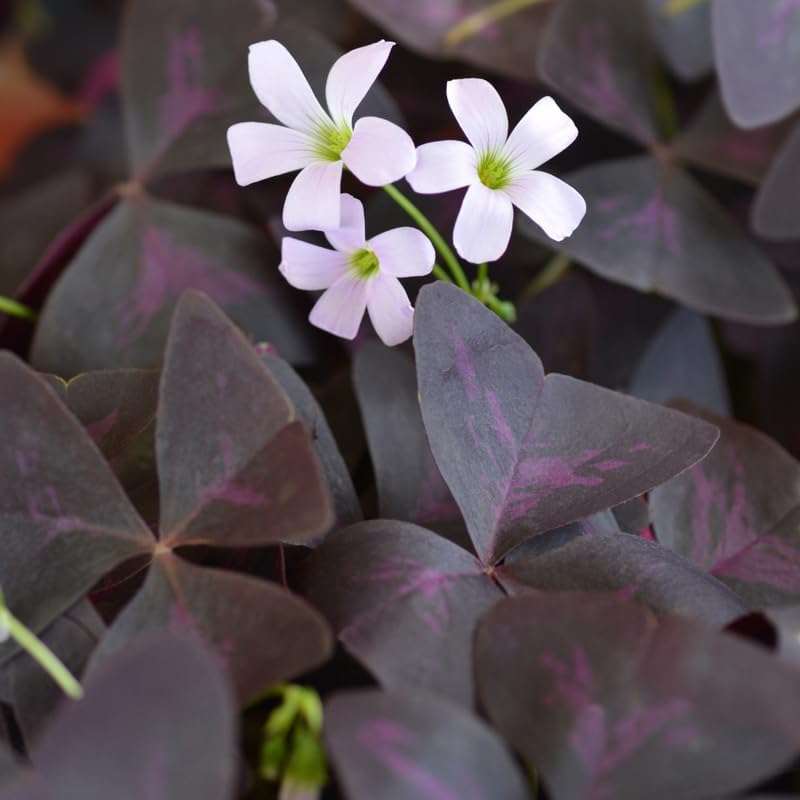 Oxalis Triangularis Live Plant, 4"-6" Purple Leaves Oxalis Plant,Outdoor Indoor Garden, Purple Shamrock Plant Live Potted for Planting