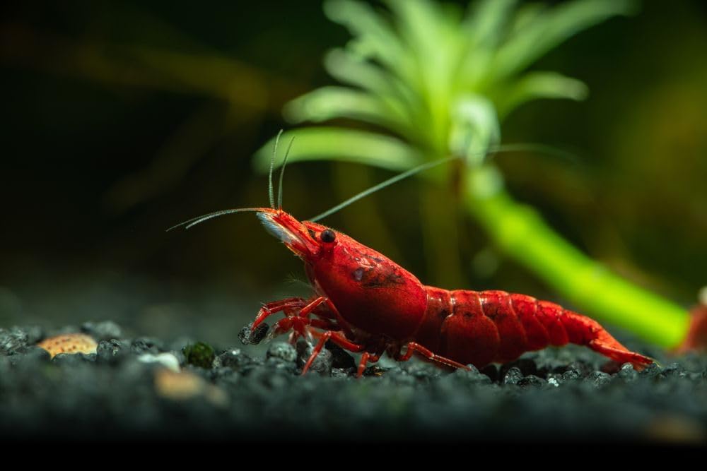 was High Grade Fire Red Cherry Shrimps Neocaridina Live Freshwater Shrimp Aquarium Inverts High-Grade Cherry Neocaridina Live Arrive Gurrentee (Pack of 10)