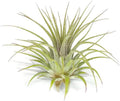 Rainbow Tillandsia Air Plant, Tillandsia Air Plant, Airplant, Air Purification, House Plant, Home Decor & Gift, Live Plant, Healthy Arrival Guarantee (Gold Glitter)