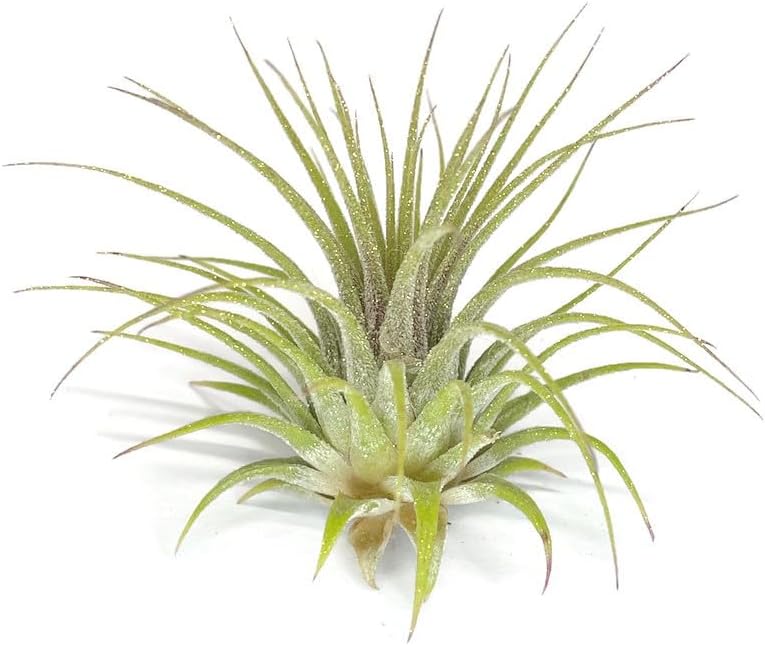 Rainbow Tillandsia Air Plant, Tillandsia Air Plant, Airplant, Air Purification, House Plant, Home Decor & Gift, Live Plant, Healthy Arrival Guarantee (Gold Glitter)
