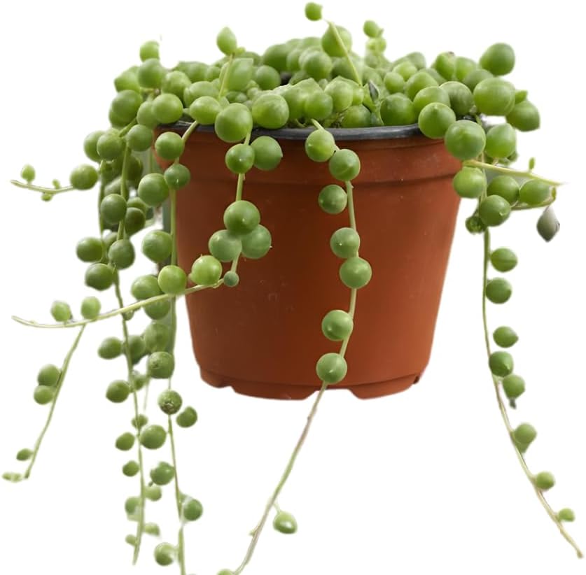 String of Pearls Live Plant, String of Pearls Succulents Live Plant, Trailing Succulent House Plant, 4-7 inches Tall in 4" Pot for Planting