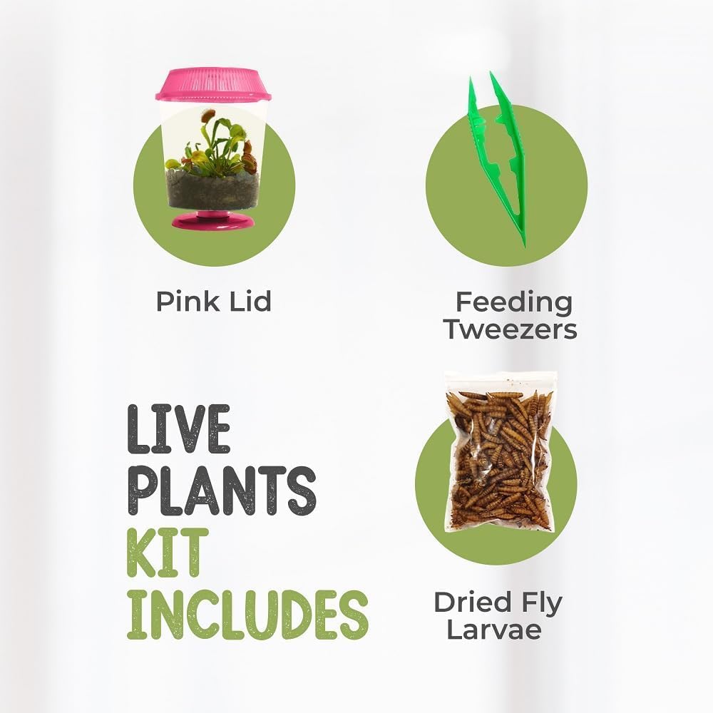 Venus Fly Trap Live Plant with 4.5" Pink Terrarium + Carnivorous Plants Food Bundle with Feeding Tweezers - Carnivorous Plant Soil and Live Venus Flytrap