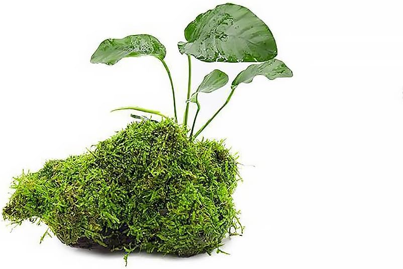SubstrateSource Live Planted Decor - Anubias Barteri & Christmas Moss on Driftwood - Deep Green Leaves with Bright Fronds, Freshwater Aquatic Plant for Foreground to Midground Tank Placement - 1 Pack