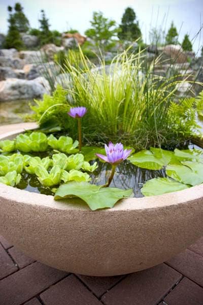 Floating Plants for Water Gardens and Ponds (Water Lettuce) (Water Lettuce, 2, Count)