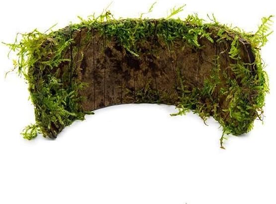 SubstrateSource Live Planted Decor - Christmas Moss (Vesicularia montagnei) on Coconut Shell Bridge - Low Light, Green Freshwater Aquatic Plant, Foreground Aquarium Placement for Aquascaping - 1 Pack
