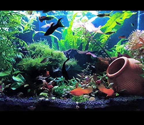 Greenpro (10+ Leaves) Microsorum Pteropus Java Fern Live Aquarium Plant Tall Bunch Aquatic Fish Tank Decoration