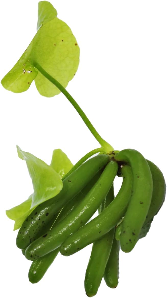 Banana Plant Nymphoides Aquatica Banana Lily Live Aquarium Plant Live Aquatic Plants Awesome Aquatics (1, Banana)